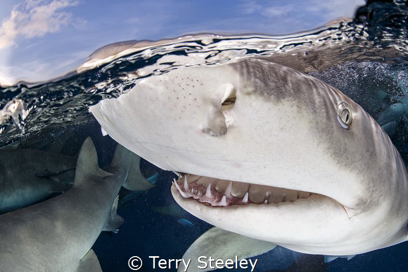 The friendliest shark in the sea.
 by Terry Steeley 