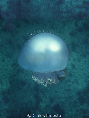 jellyfish by Carlos Ernesto 
