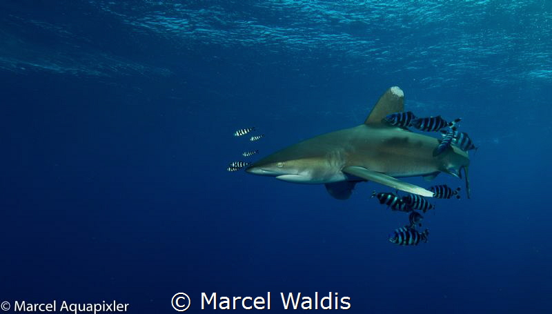 I shoot tis Picture during a Shark Workshop in the Red Se... by Marcel Waldis 