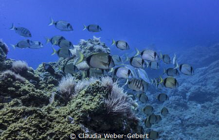 reef life - swarm passing by by Claudia Weber-Gebert 