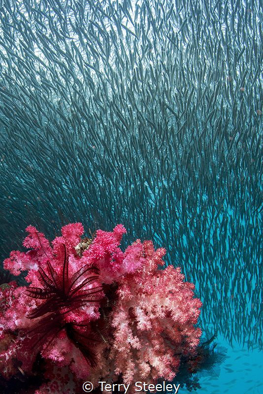 Rush Hour
— Subal underwater housing, Canon 1Dx, Canon 8... by Terry Steeley 