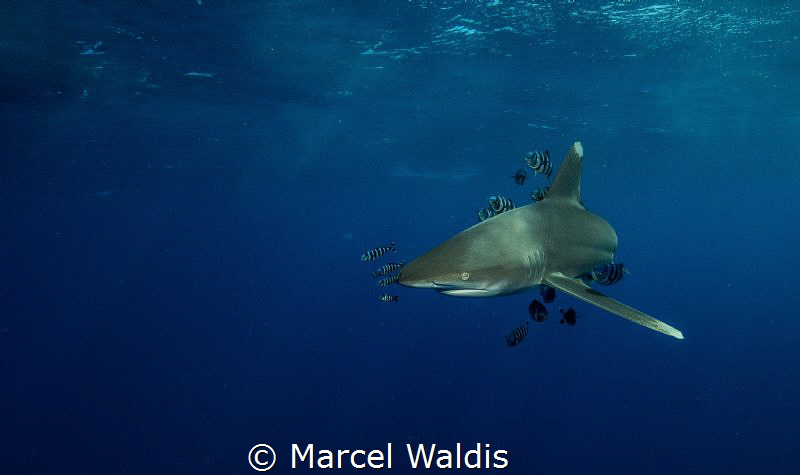I shot this Picture during a Shark Workshop at Elphinstone by Marcel Waldis 