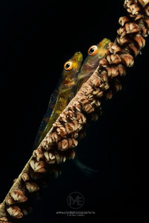 Two whip coral gobies on a whip coral. by Arno Enzo 