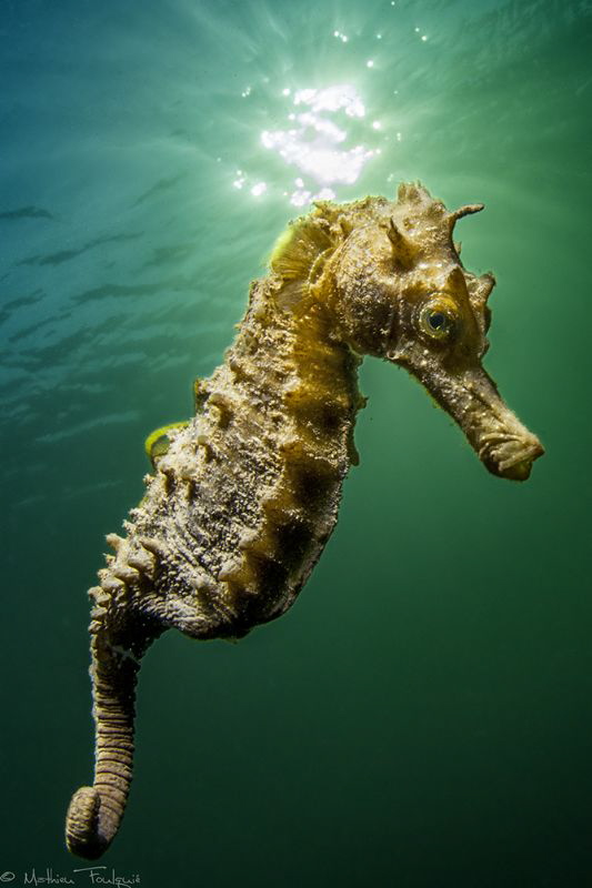 another little guy (Long-snouted seahorse - Hippocampus g... by Mathieu Foulquié 