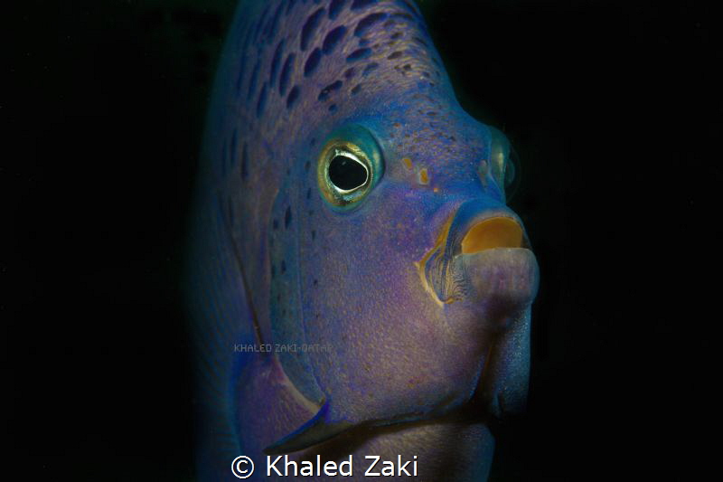 Blue Angel Fish by Khaled Zaki 