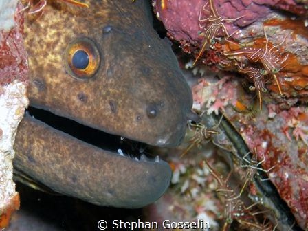 Giant moray eel guarded by Hinged beak shrimps. by Stephan Gosselin 