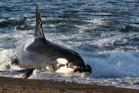 Orcas in Argentina have learned the tactic of beaching th... by Don Bruschera 