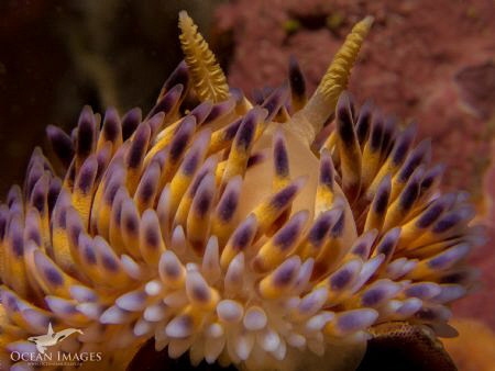 This is a gasflame nudibranch which I photographed in Gor... by Kate Jonker 