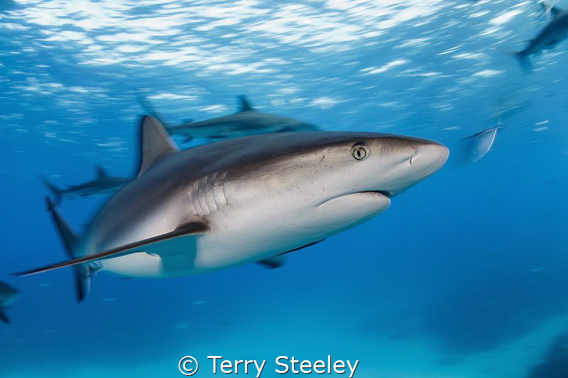 'The ocean is where I belong!'. Caribbean reef shark
— S... by Terry Steeley 