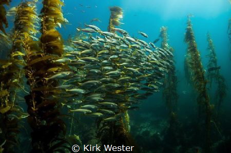 Deadmans Reef, Laguna Beach. by Kirk Wester 