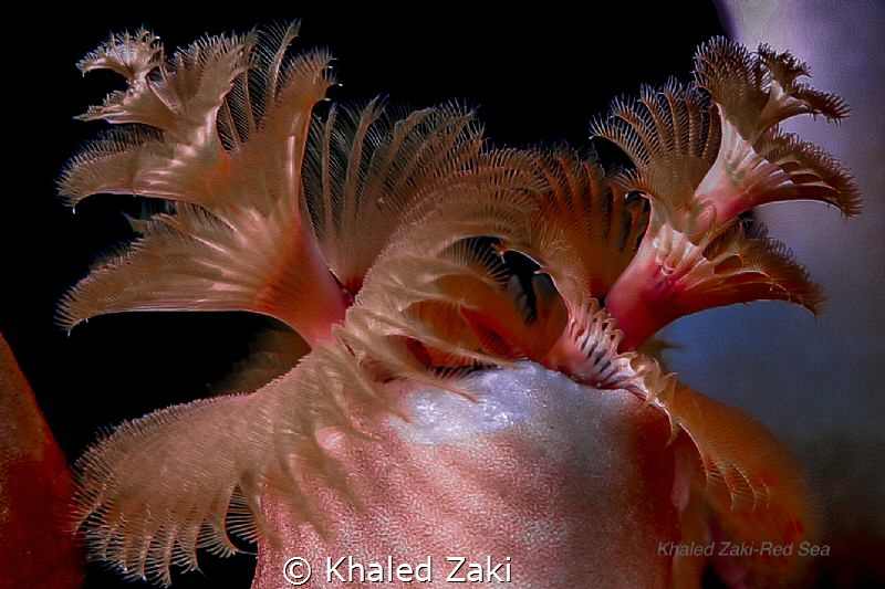 Super Macro  Coral by Khaled Zaki 