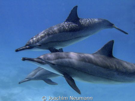 Dolphins by Joachim Neumann 