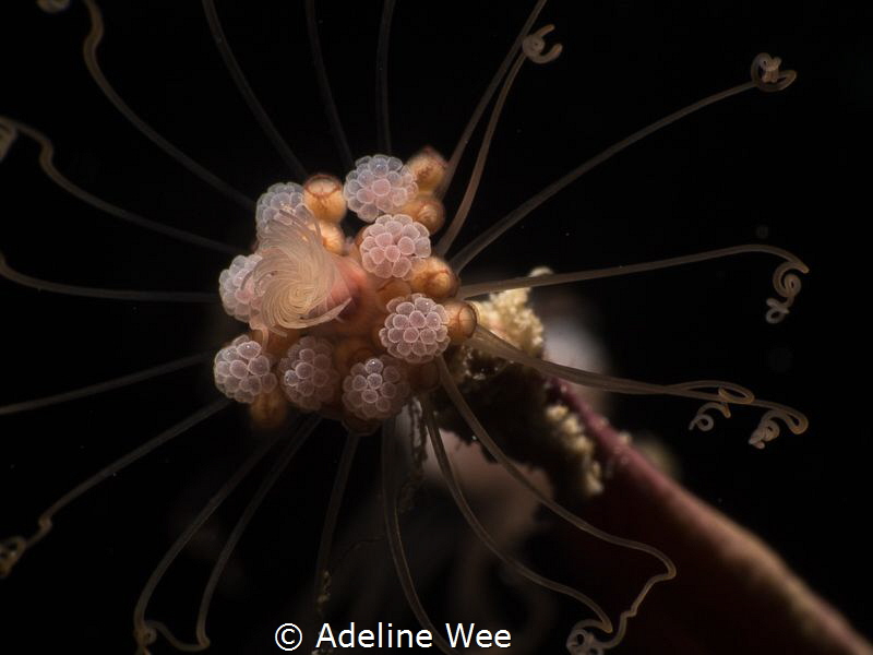 Close up shot - centre portion of a Ralpharia Gorgoniae, ... by Adeline Wee 