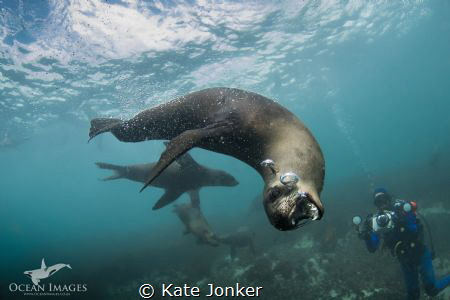Cape Fur Seal, Duiker Island, Hout Bay - Cape Town, South... by Kate Jonker 