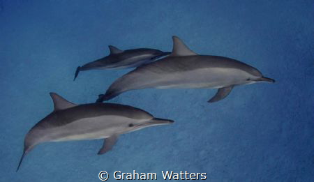 A Group of dolphins in the Red Sea by Graham Watters 