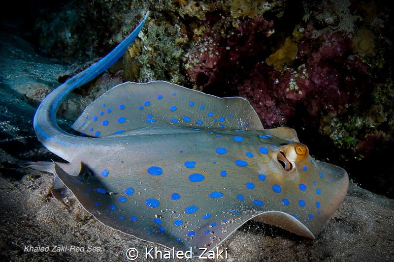 Blue spotted stingray Sharm ElShaikh by Khaled Zaki 