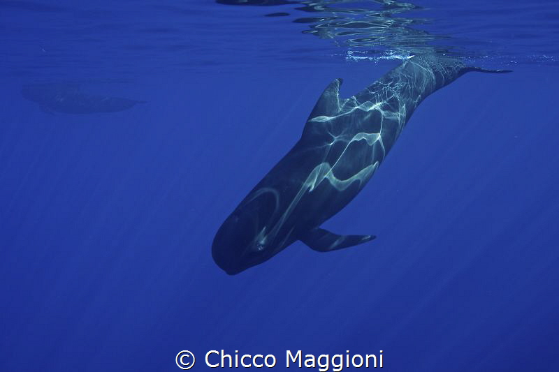 Pilot whales in Mediterranean sea by Chicco Maggioni 
