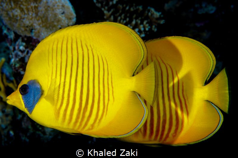 Masked Butterfly Fish -Sharm El Shaikh by Khaled Zaki 