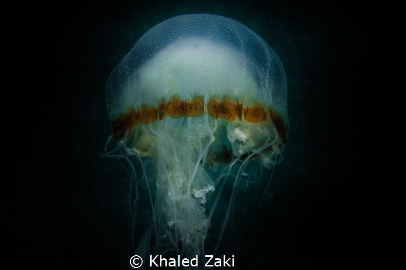 Jelly Fish - Qatar by Khaled Zaki 