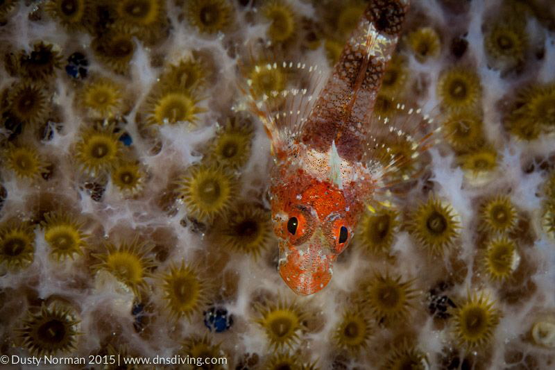 "Field of Flowers"
A Triple Fin Blenny resting on a Pink... by Dusty Norman 