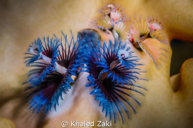Super Macro Domina Coral Bay Sharm El Shaikh by Khaled Zaki 