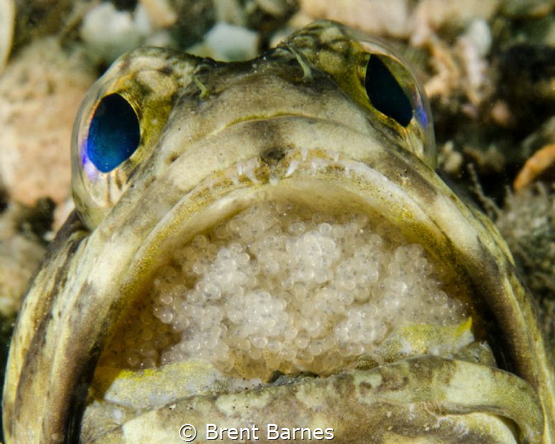 A male jawfish incubating a brood of eggs in West Palm Be... by Brent Barnes 