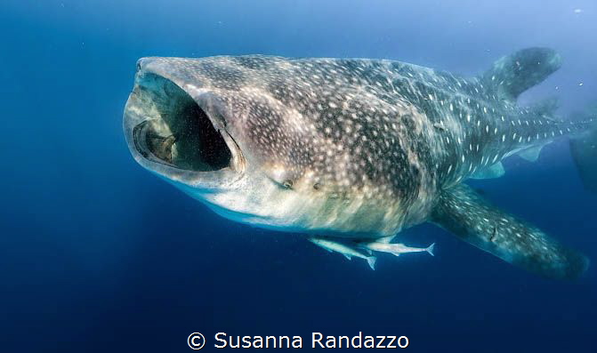 whale shark by Susanna Randazzo 