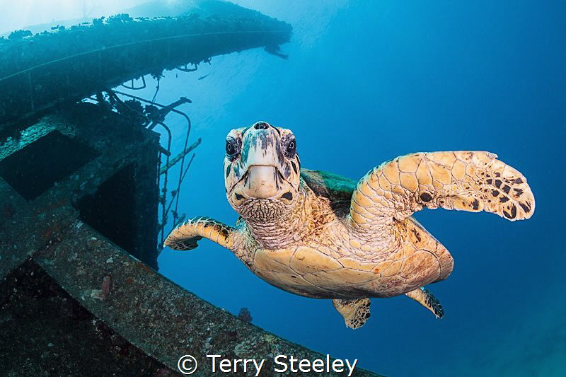 The guardian of the wreck
— Subal underwater housing, Ca... by Terry Steeley 