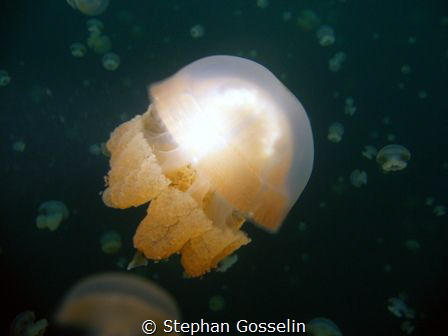 Stingless jellyfish in Jellyfish Lake, Palau. by Stephan Gosselin 