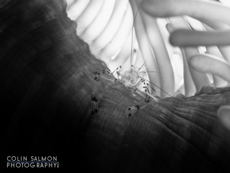 Glass anemone shrimp (Periclimenes brevicarpalis) - Sail ... by Colin Salmon 
