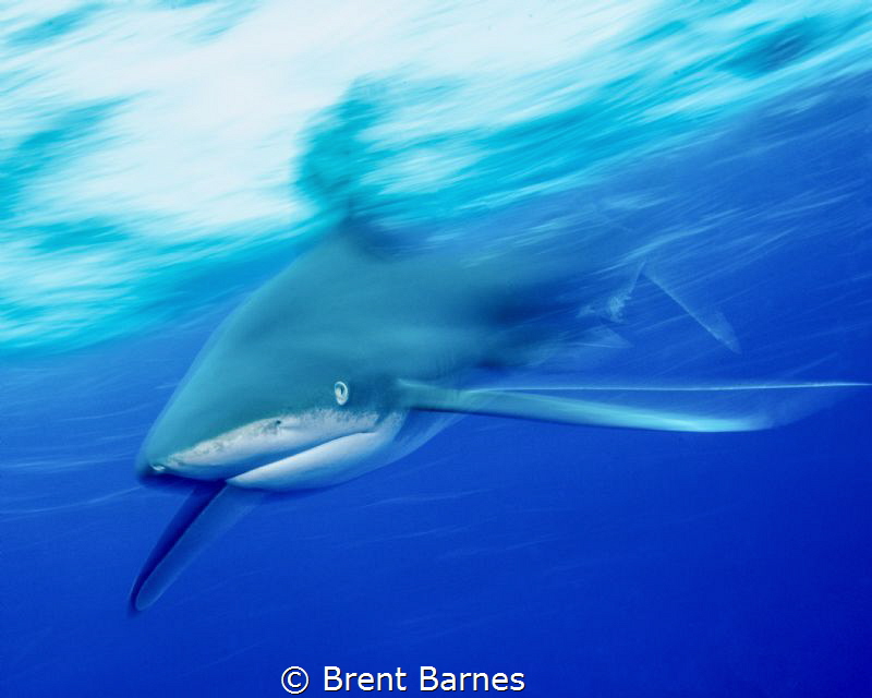 Slow shutter speed to show an Oceanic White tip shark in ... by Brent Barnes 