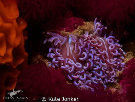 Coral Nudibranchs, Pinnacle Dive Site in Gordon's Bay - C... by Kate Jonker 