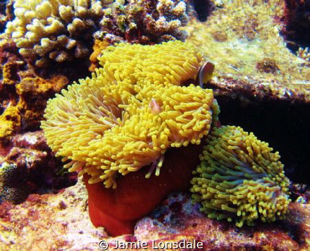 Taken on a house reef in shallow water,approx 5m. pretty ... by Jamie Lonsdale 