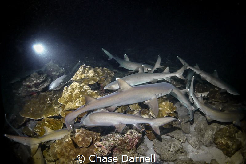 "Swarm"
White Tip Reef Sharks on the hunt. by Chase Darnell 