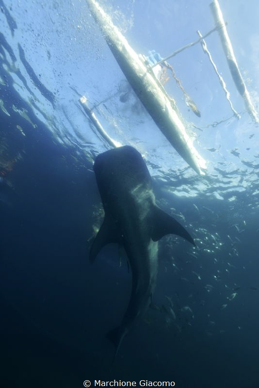 Whale shark
Oslob .Filippine
Nikon D800E, 17-35mm
. No... by Marchione Giacomo 