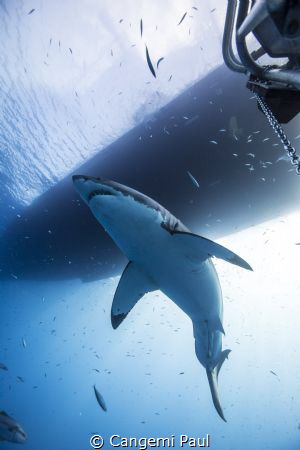 Great white shark in Guadalupe island, Mexico by Cangemi Paul 