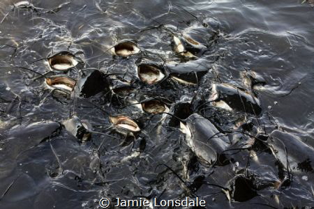 Catfish feeding at the surface in the Pilansburg game res... by Jamie Lonsdale 
