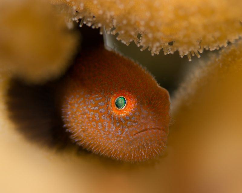 Red Bearded Goby by James Deverich 