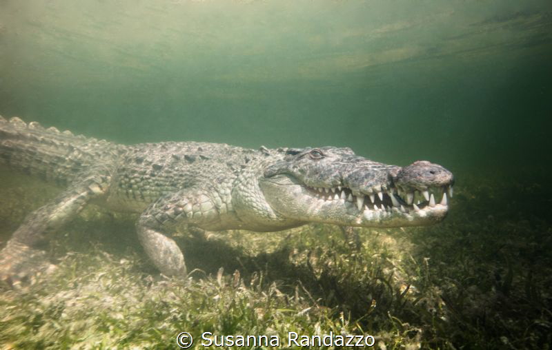 underwater encounter with american crocodile by Susanna Randazzo 