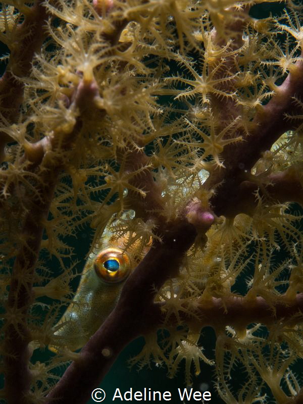 A slender filefish playing peek-a-boo from its hiding place. by Adeline Wee 