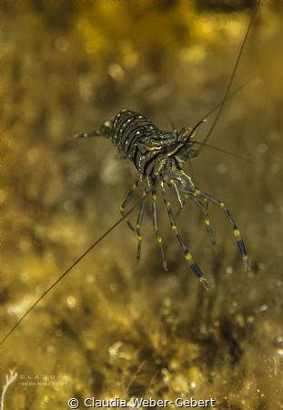 flying shrimp.... by Claudia Weber-Gebert 
