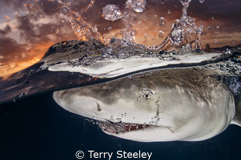 Few encounters are more rewarding than shooting sunset sp... by Terry Steeley 