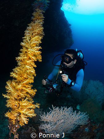 Diver and rope of soft corals by Ponnie J 
