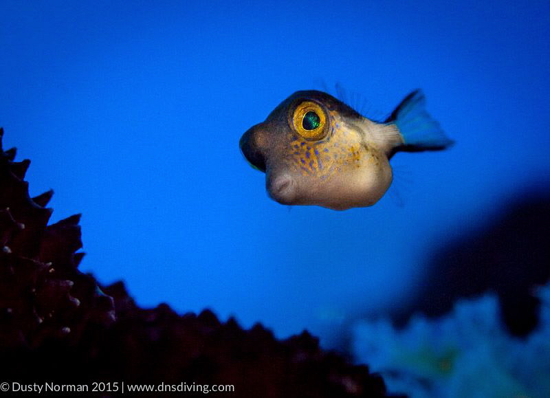 "Puffer Face"
A Sharpnose Puffer on a blue background. by Dusty Norman 