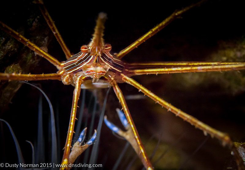 "Lunch Time"
A Yellow-lined Arrow Crab on a dark backgro... by Dusty Norman 