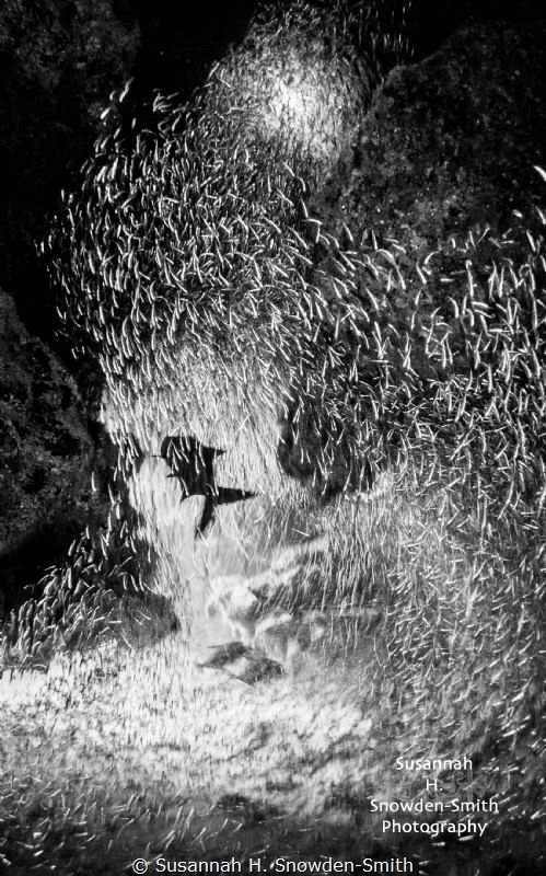 Silversides being hunted by tarpon inside a swim-through.... by Susannah H. Snowden-Smith 