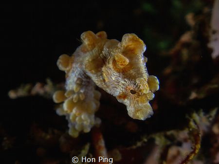 Pygmy seahorse by Hon Ping 