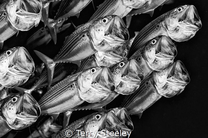 'Sing for your supper'
— Subal underwater housing, Canon... by Terry Steeley 