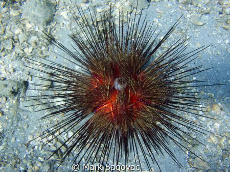 Magnificent Sea urchin- BHB by Mark Sagovac 