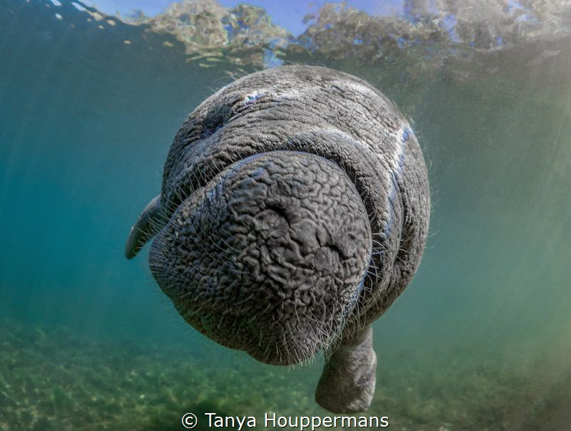 Whatcha Doing?
A very curious 2-month old baby manatee w... by Tanya Houppermans 